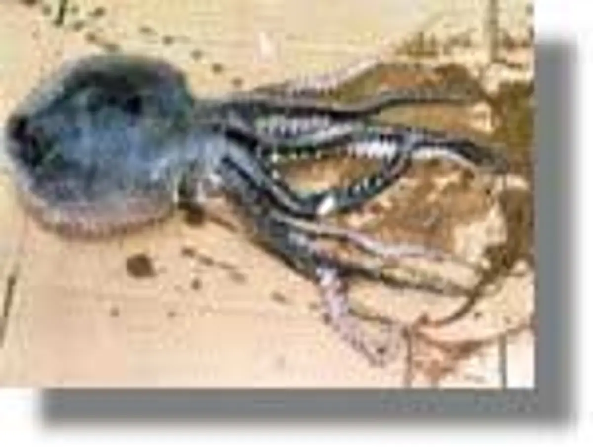 Σπάνιο χταπόδι βρέθηκε στη Λέρο