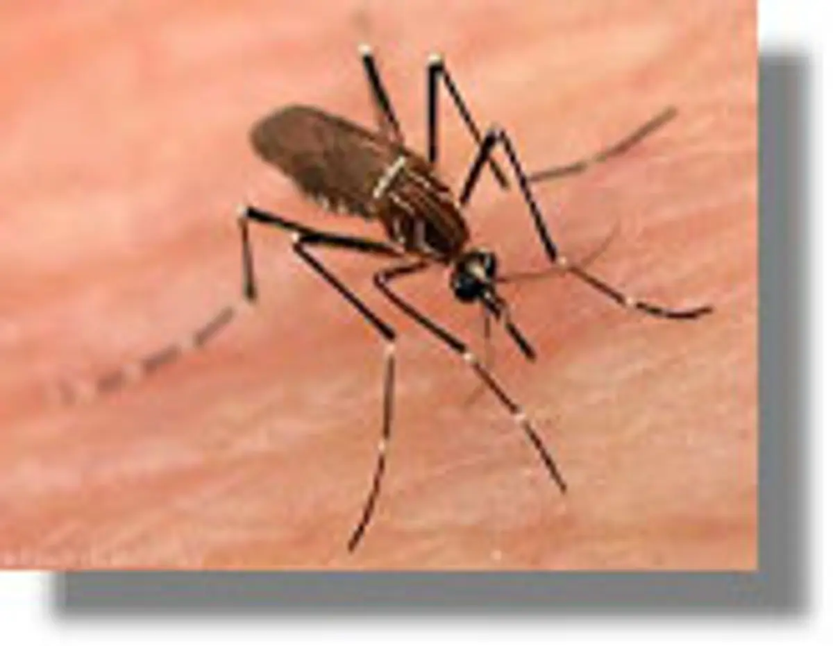 Σοβαρό πρόβλημα για τη δημόσια υγεία τα κουνούπια στη Δωδεκάνησο. Τί πρέπει να κάνουν οι πολίτες