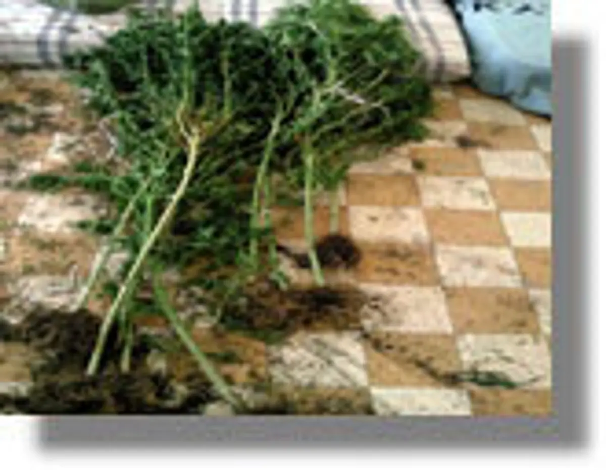 χασισόδεντρα