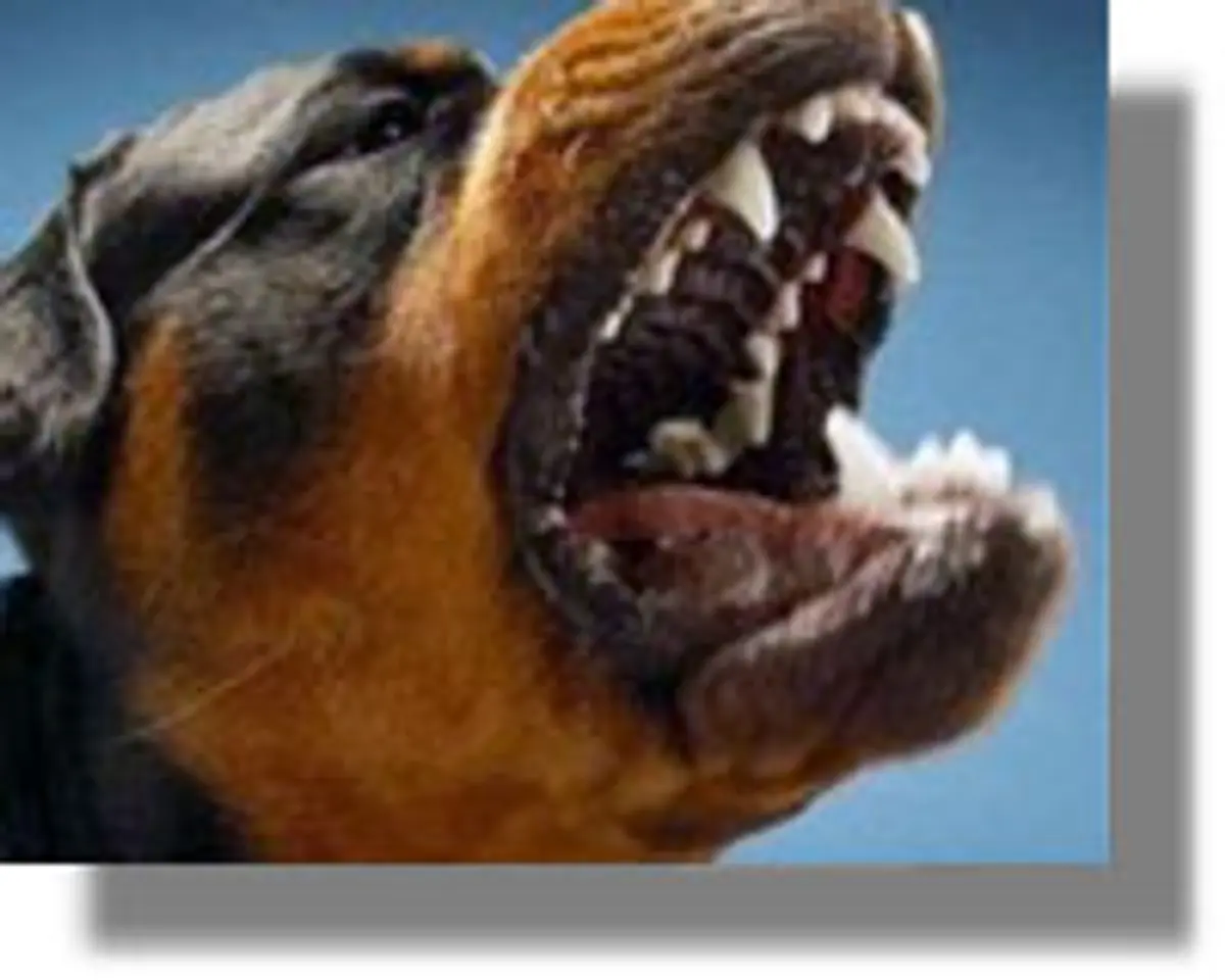 ΣΟΚ: Σκύλος κατακρεούργησε 17χρονη!