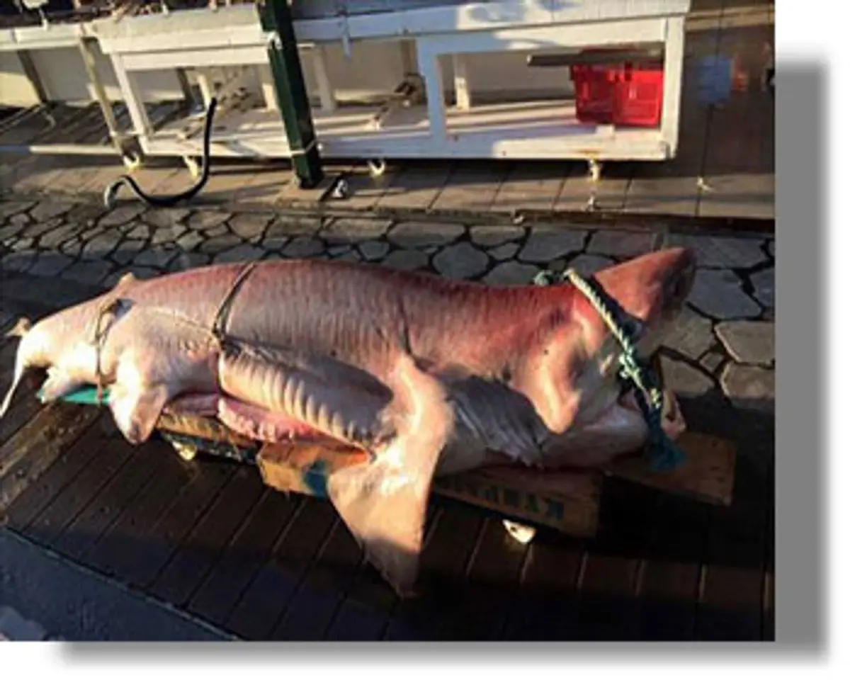 Αλιεύτηκε καρχαρίας 3,5 μέτρων στην περιοχή δυτικά Καλύμνου – Λέρου