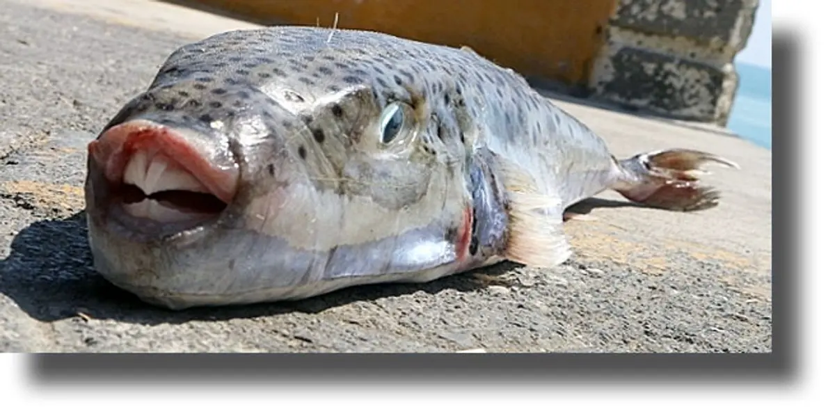 Προσπάθειες να μειωθεί ο πληθυσμός των λαγοκέφαλων από το ΕΛΚΕΘΕ