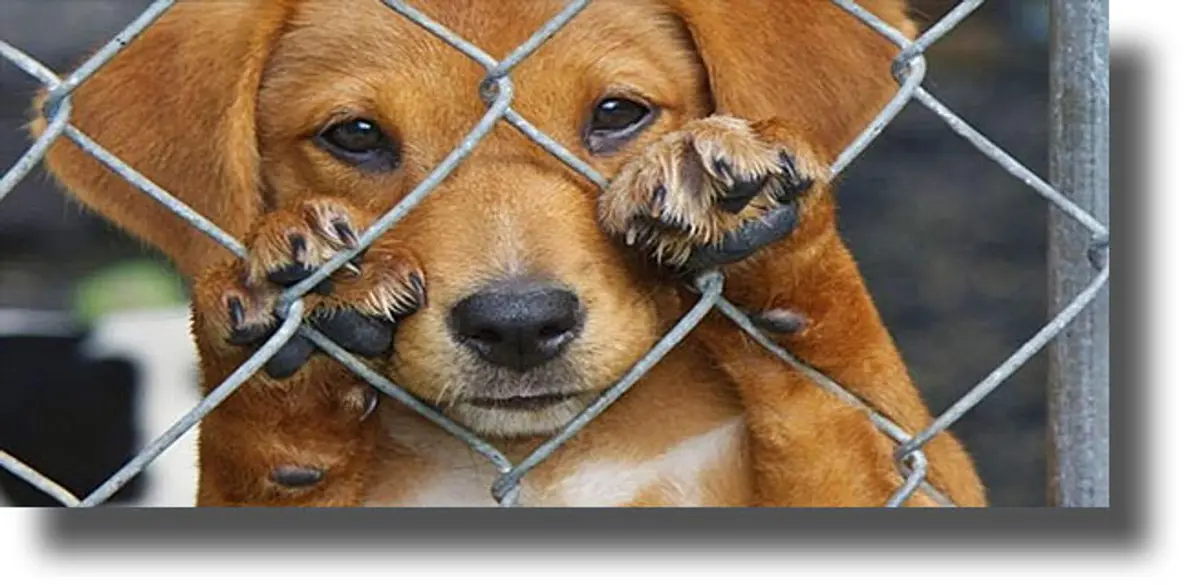 Κάλυμνος: Σύλληψη 59χρονου για κακοποίηση ζώου