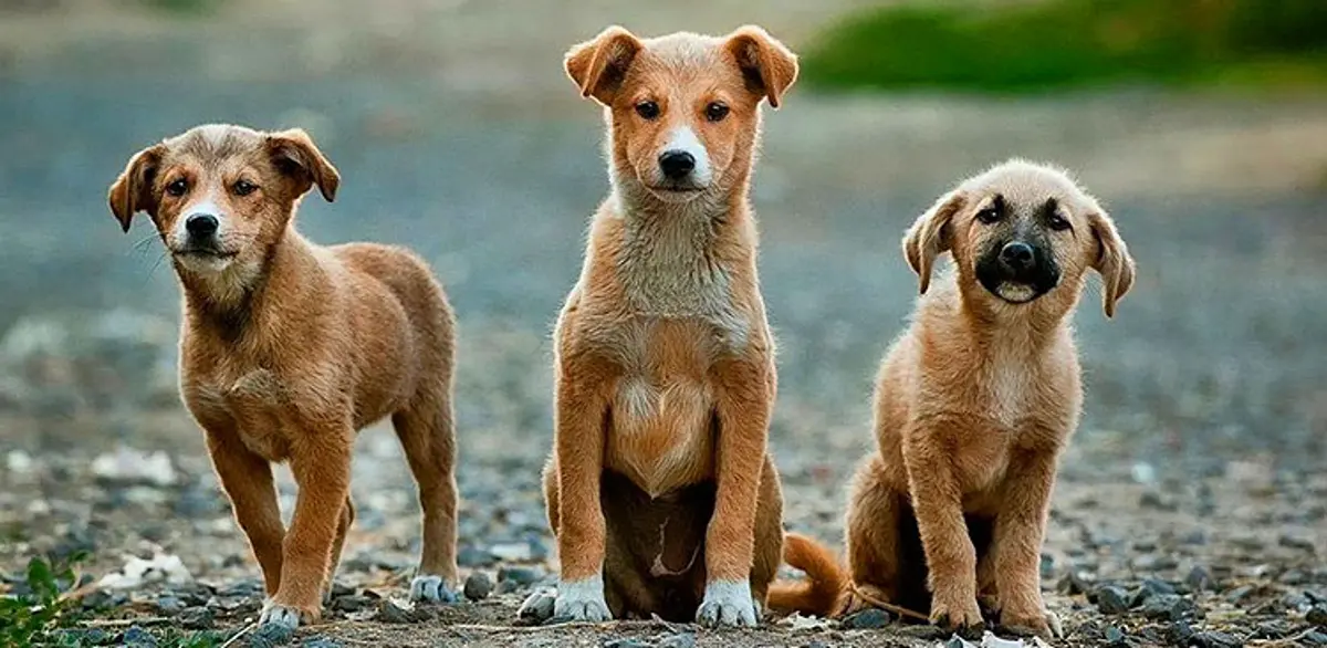 Λέρος: Ενημέρωση της Δημοτικής Αρχής για τα Αδέσποτα Ζώα