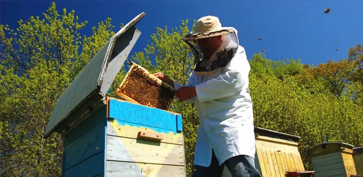Ανακοίνωση προς τους Μελισσοκόμους για δηλώσεις κυψελών Διαχείμασης και Mελισσοκομικό Πρόγραμμα έτους 2019