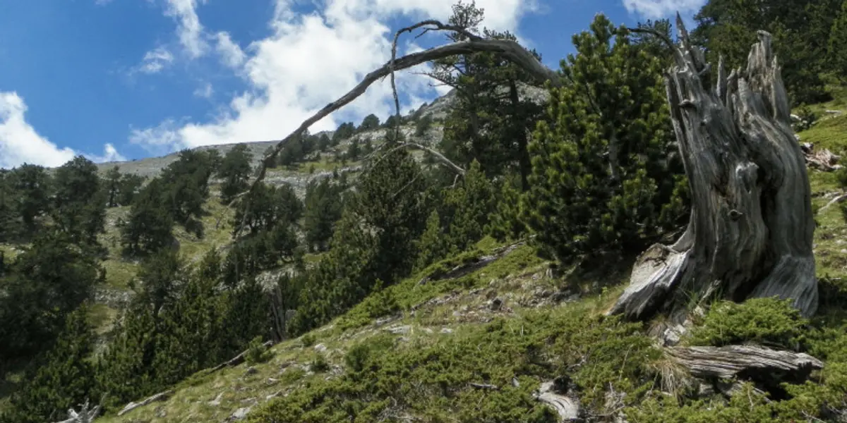 Αστεροσκοπείο Αθηνών: Πόσο χρήσιμοι είναι διεθνώς οι δείκτες επικινδυνότητας πυρκαγιών -Τι ισχύει για την Ελλάδα