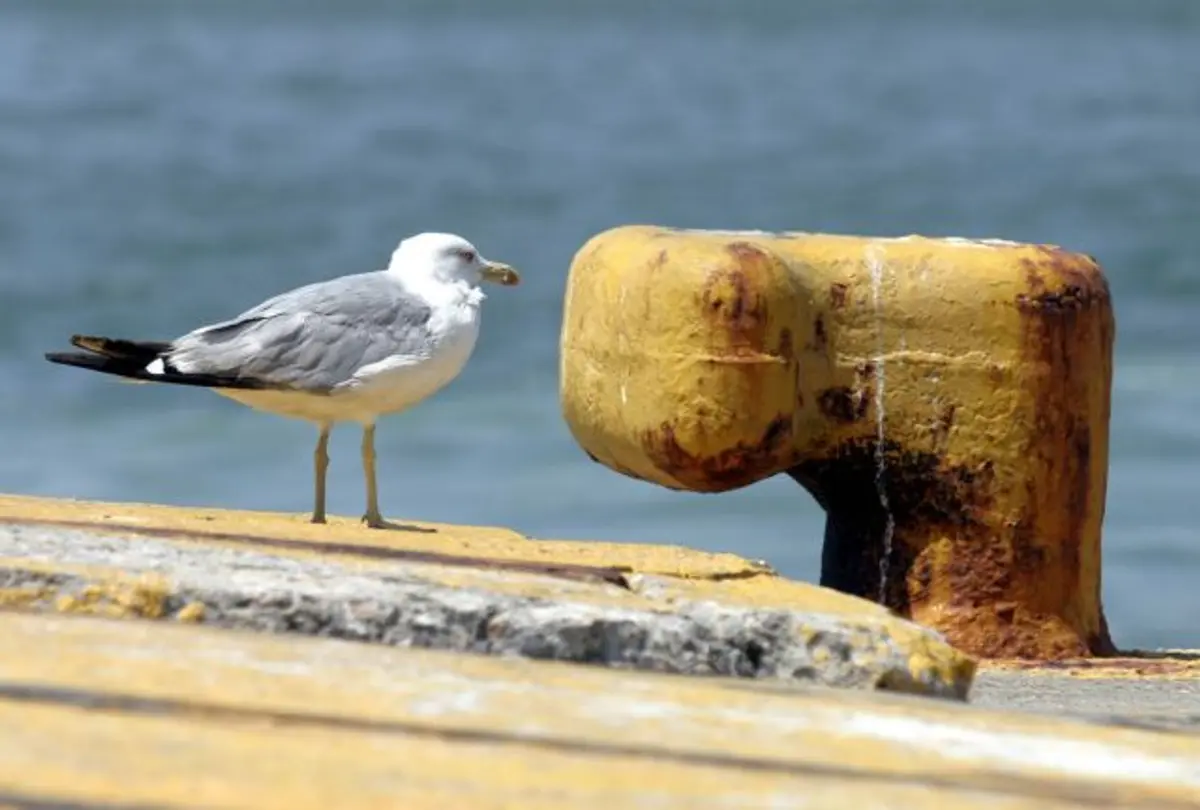 Μεταφορικό Ισοδύναμο Καυσίμων: Άνοιξε η πλατφόρμα για κατοίκους και επαγγελματίες 34 νησιών
