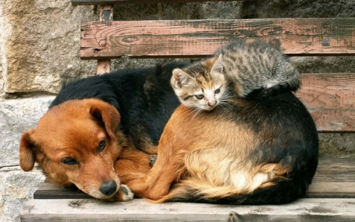 Λέρος: Πρόσκληση προς τους φιλόζωους για το νέο πρόγραμμα σίτισης αδέσποτων ζώων