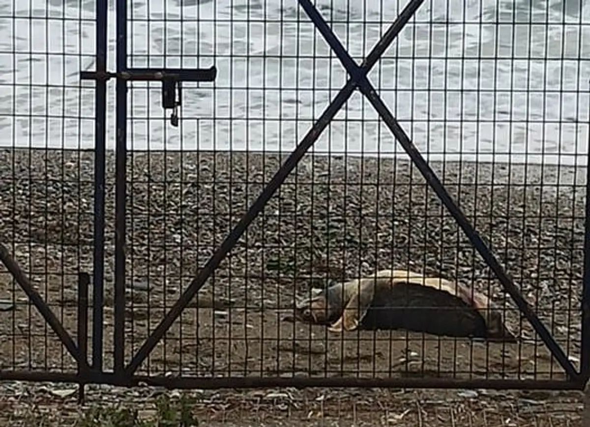 Λέρος: Εντοπισμός νεκρής θαλάσσιας χελώνας στο Βρομόλιθο