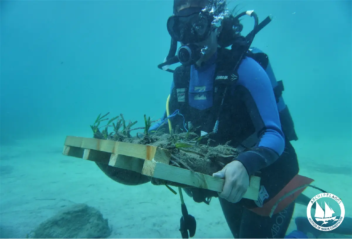 Λειψοί: Υποθαλάσσια αναδάσωση στα λιβάδια Ποσειδωνίας