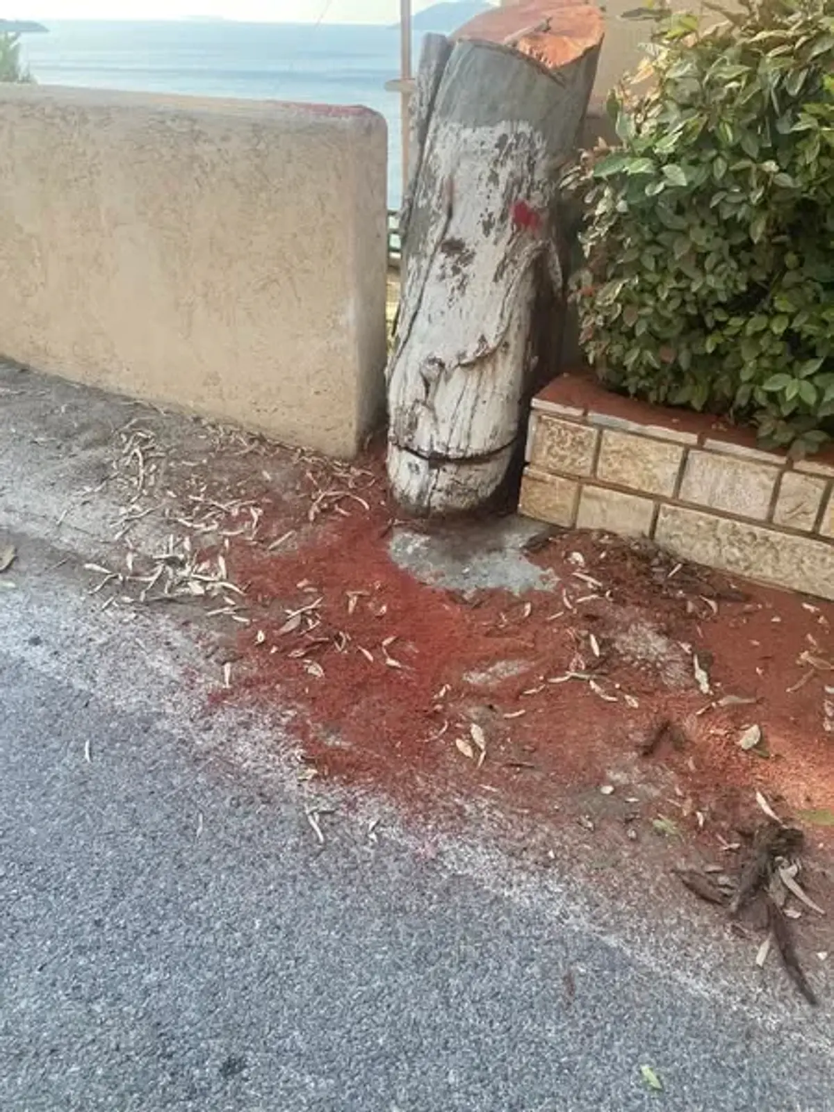 Λέρος: Νέα καταγγελία Μιχάλη Κόλια για κοπή δέντρων στον Βρομόλιθο