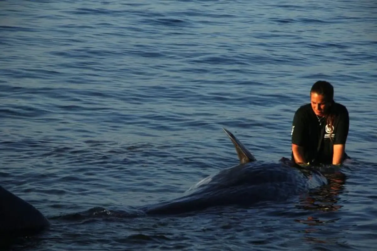 Νεαρός Φυσητήρας Εκβράστηκε Νεκρός στη Σάμο