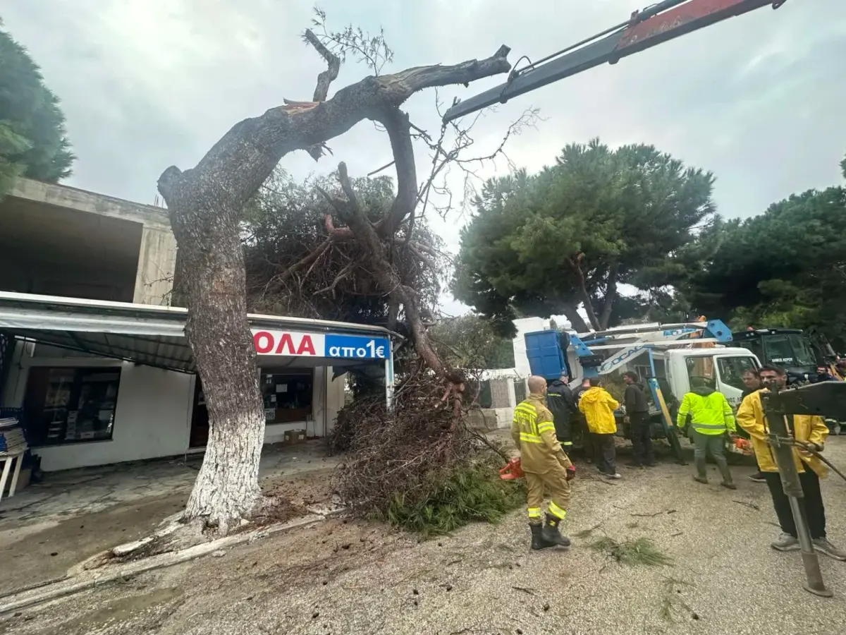 Λέρος: Νέα πτώση δέντρου σε πολυσύχναστο δρόμο – Άμεση επέμβαση της Τεχνικής Υπηρεσίας του Δήμου