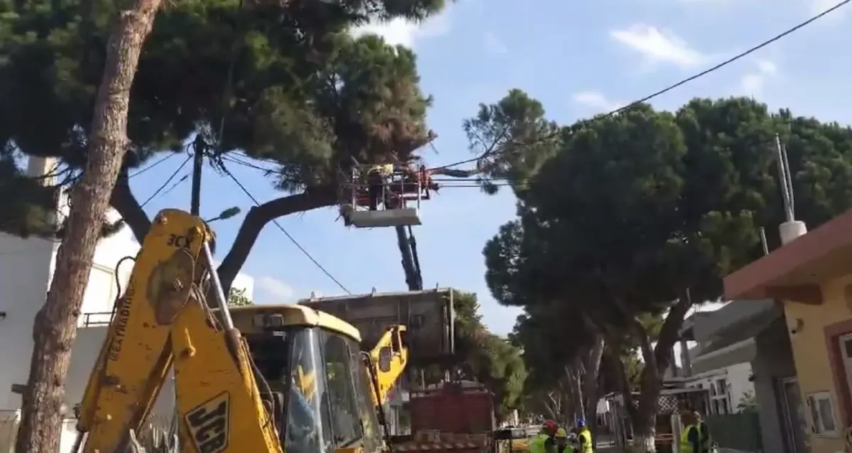 Λέρος: Εντυπωσιακό κλάδεμα των δέντρων στο νησί