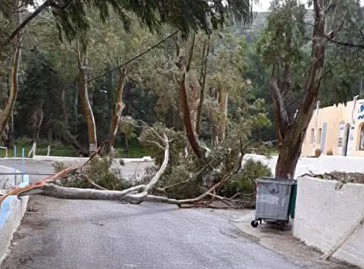 Λέρος: Πτώση μεγάλου κλαδιού στην περιοχή Κουλούκι – Άμεση επέμβαση του Δήμου