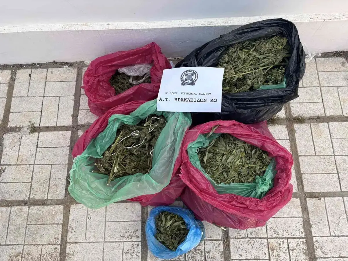 Κως: Εντοπίστηκαν 78 δενδρύλλια κάνναβης σε αγρόκτημα