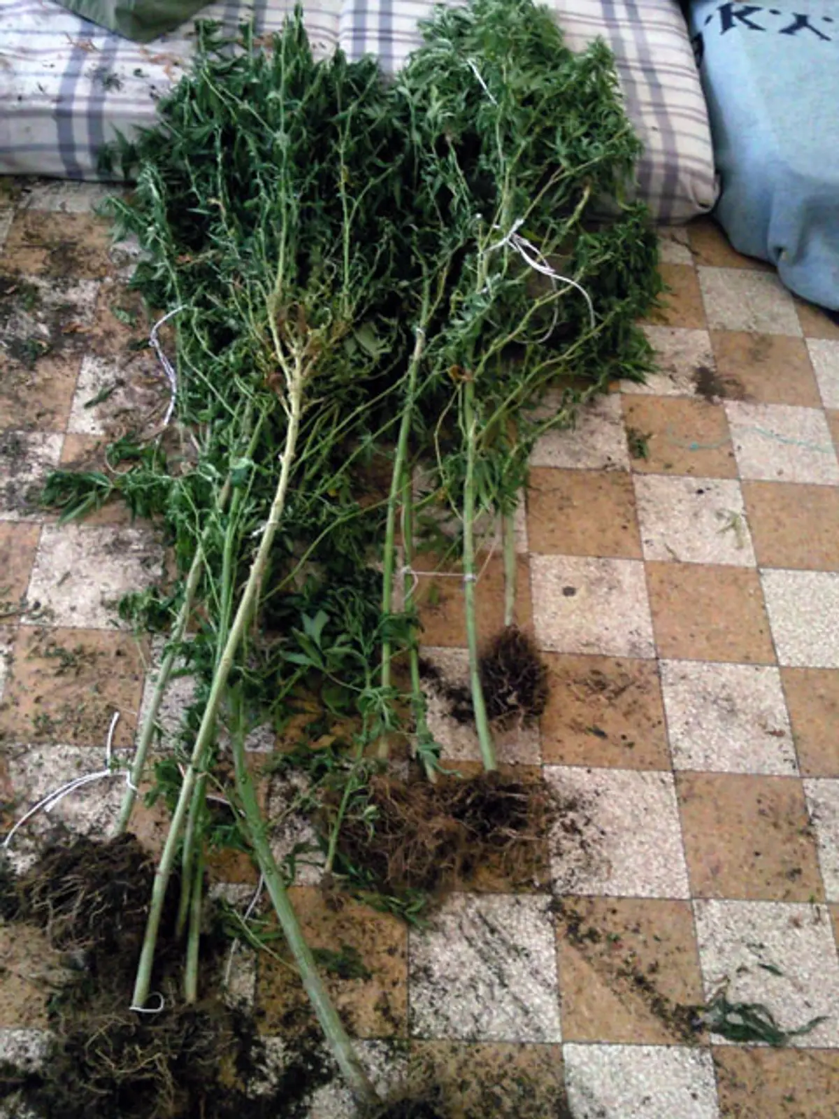 ΛΕΡΟΣ ΚΟΚΑΛΗ ΣΎΛΛΗΨΗ ΚΑΛΛΙΕΡΓΕΙΑ ΧΑΣΙΣ