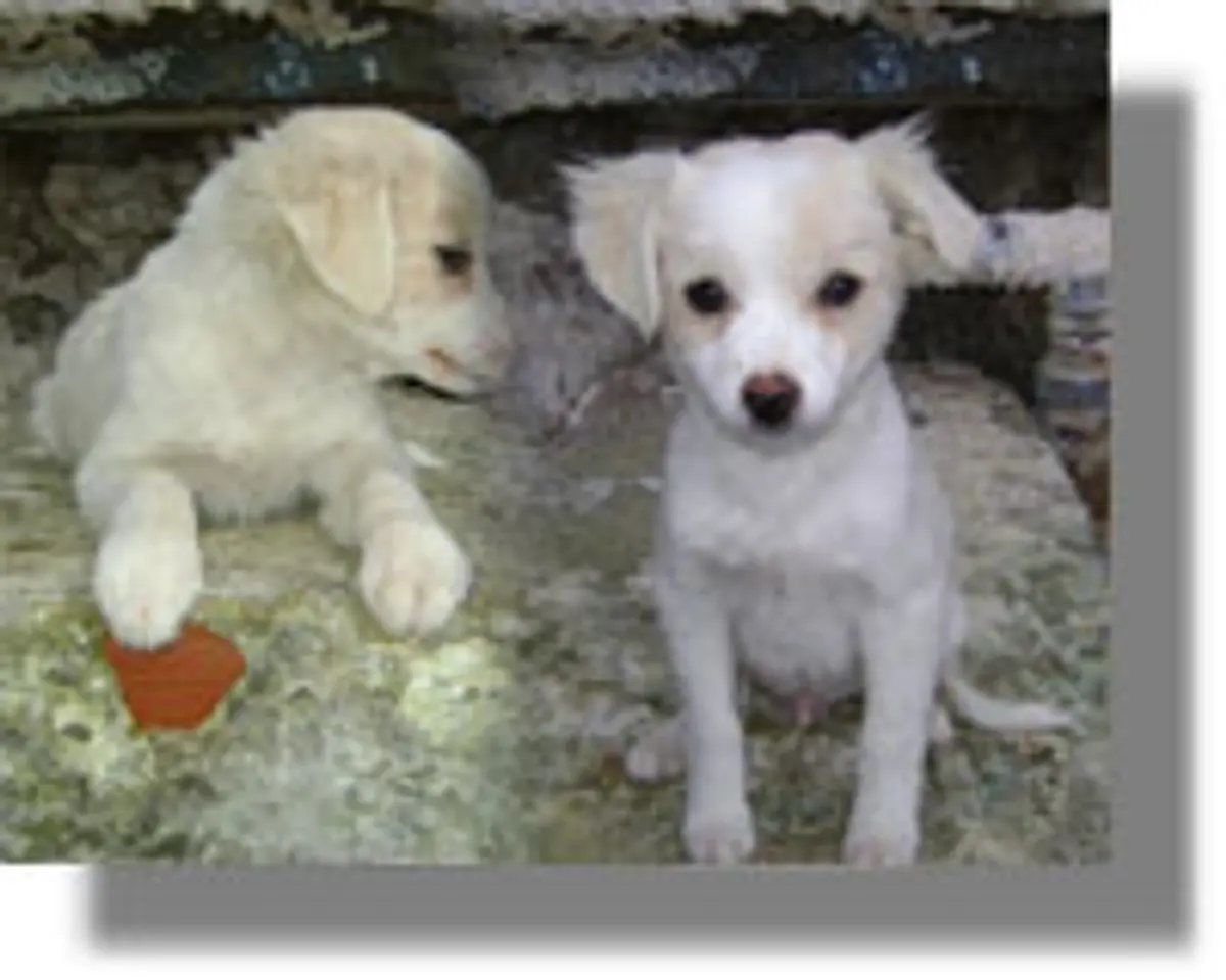 Δύο κουταβάκια που εγκαταλείφθηκαν στη Λέρο, κρυώνουν και πεινάνε