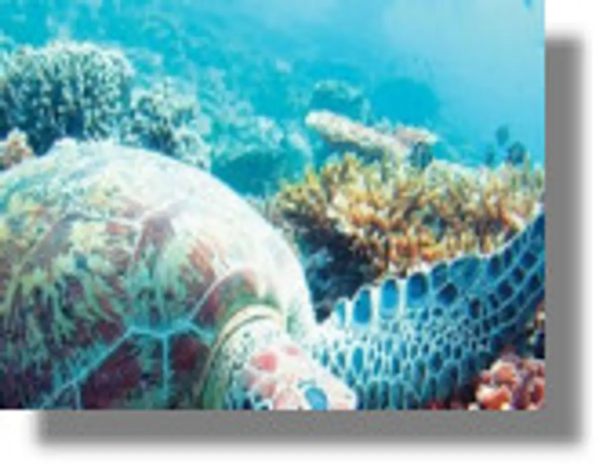 Τοξικό φύκι «εξορίζει» τα ψάρια