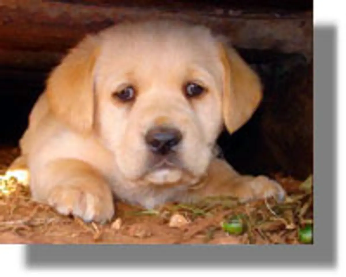 Καταγγελία Φιλοζωικού