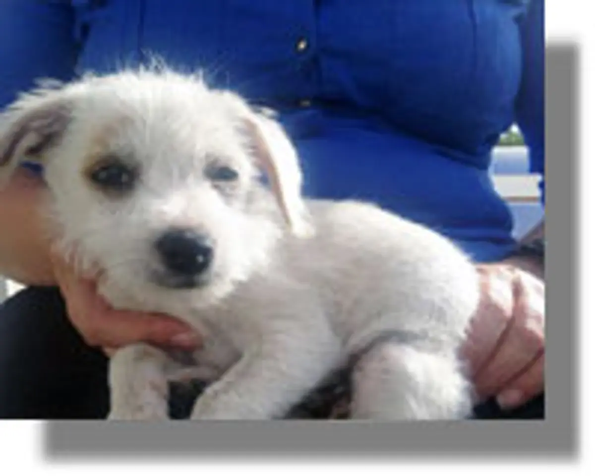 Εξωθούσε τα ανήλικα παιδιά της στην επαιτεία χρησιμοποιώντας ...κουτάβι!