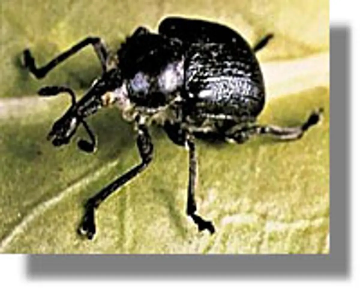 ελαιώνων έντομο Ρυγχίτη