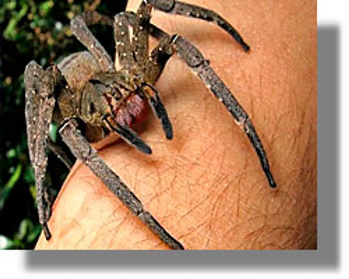 τσίμπημα αράχνης