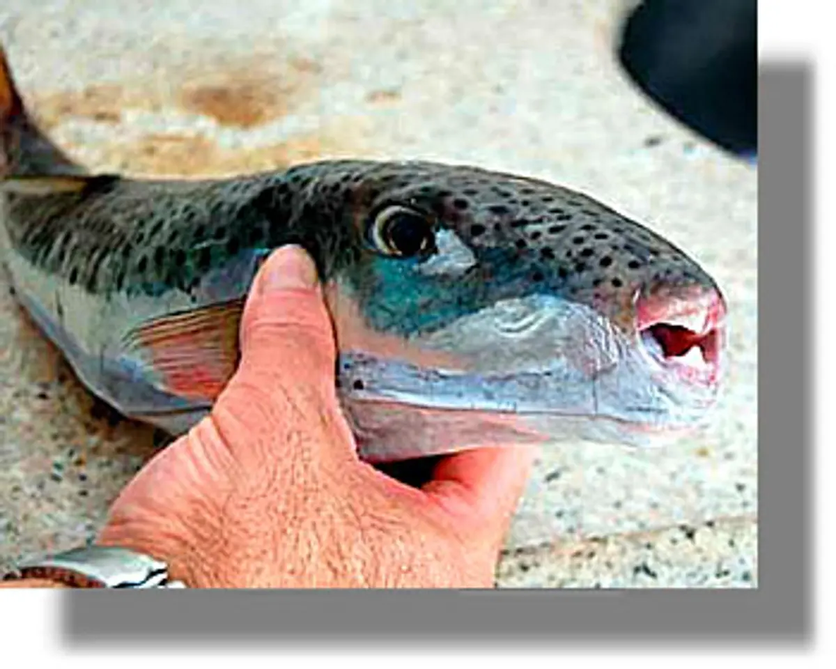 Νέα προειδοποίηση για το επικίνδυνο ψάρι “λαγοκέφαλος”