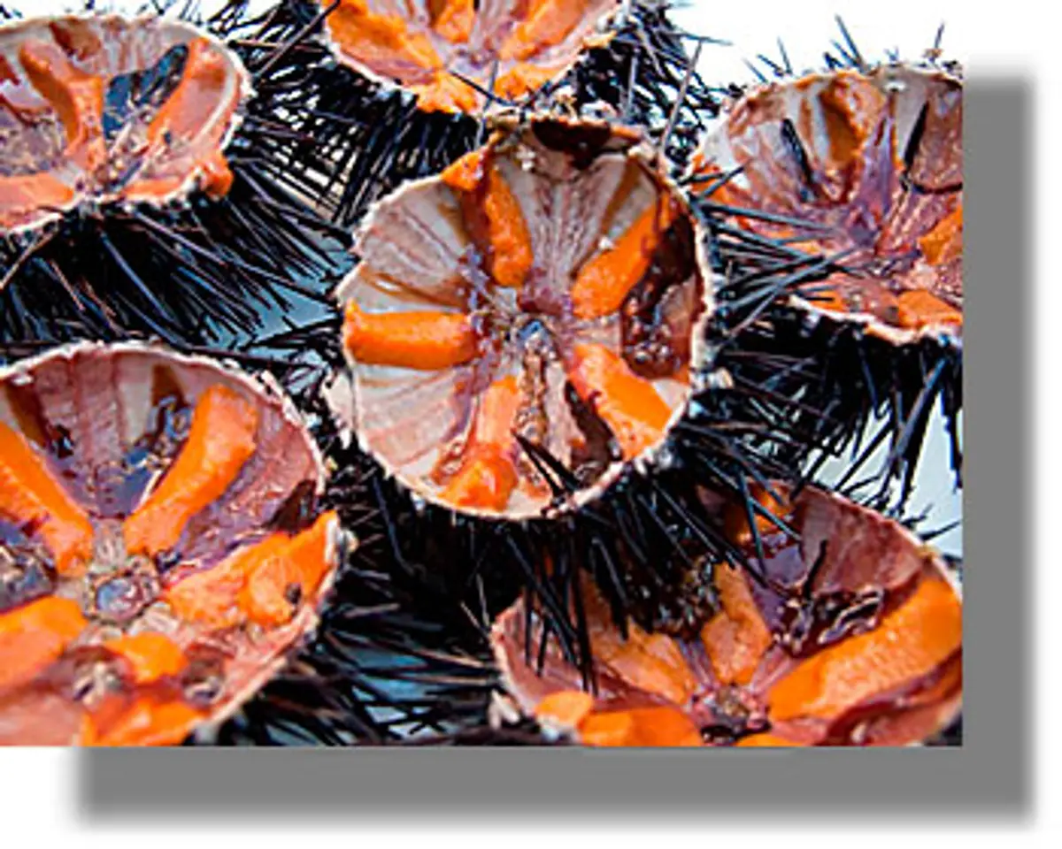 Τι ισχύει για την αλιεία αχινού;