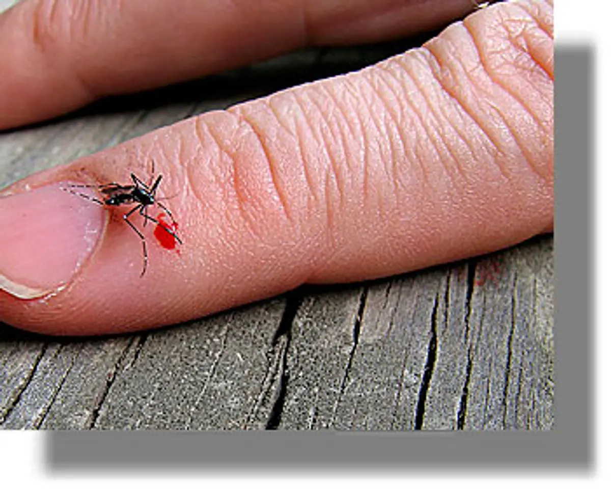 Περιστατικά λοίμωξης από τον ιό του Δυτικού Νείλου