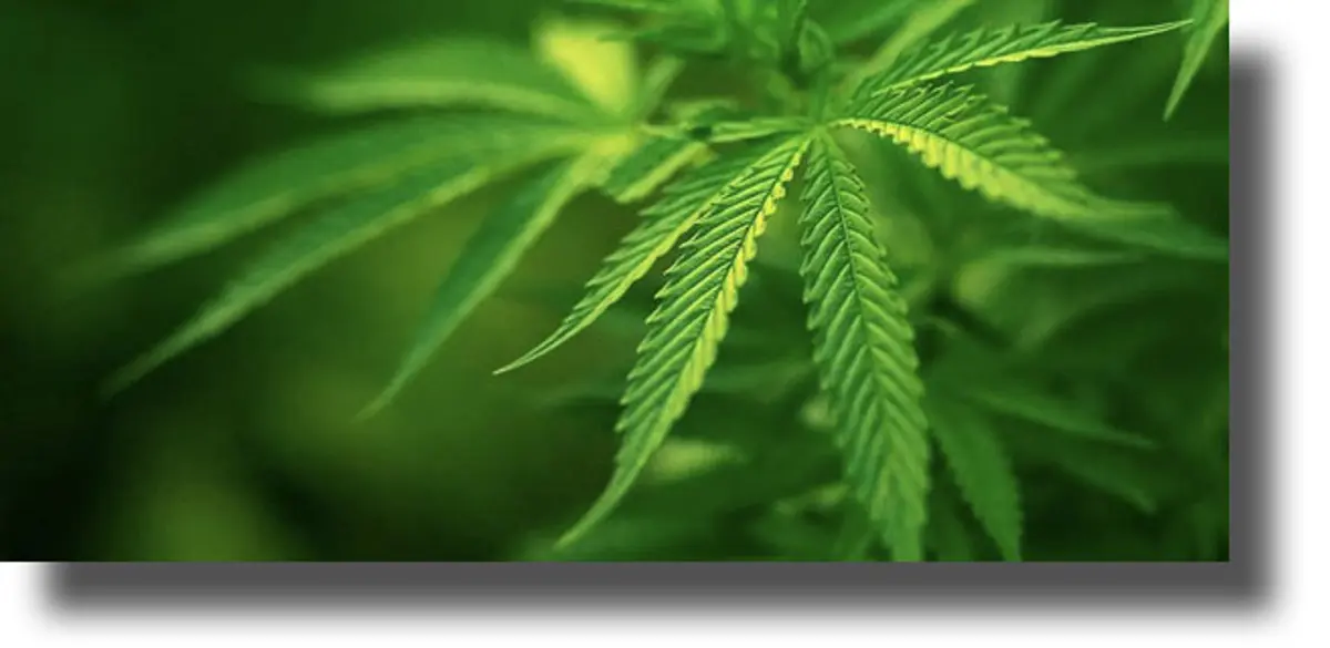 ΚΑΛΥΜΝΟΣ: Συνελήφθη 61χρονος για κατοχή και μεταφορά ναρκωτικών