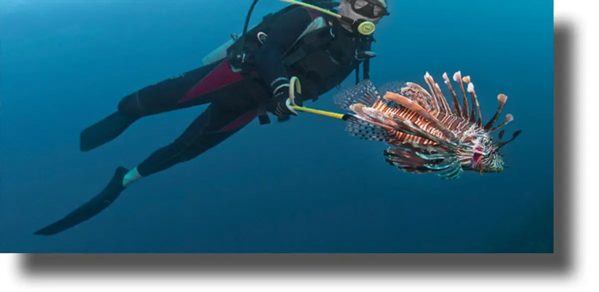 Λεοντόψαρα εμφανίσθηκαν στη Ρόδο – Τι λένε οι ειδικοί για την επικινδυνότητα του ψαριού