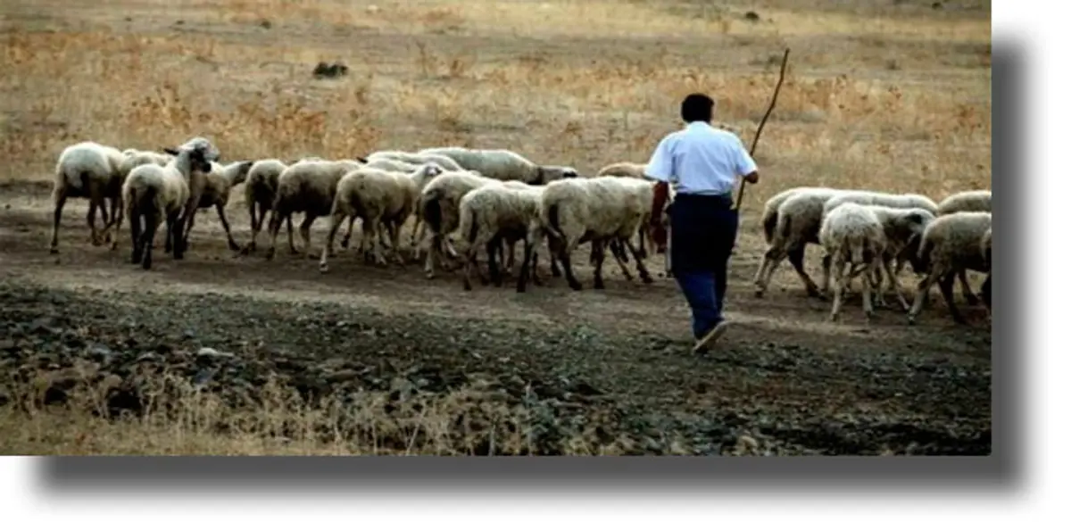 Ενίσχυση 1,68 εκατ. ευρώ στους κτηνοτρόφους Κω, Λέρου, Μεγίστης, Σάμου, Χίου, Μυτιλήνης