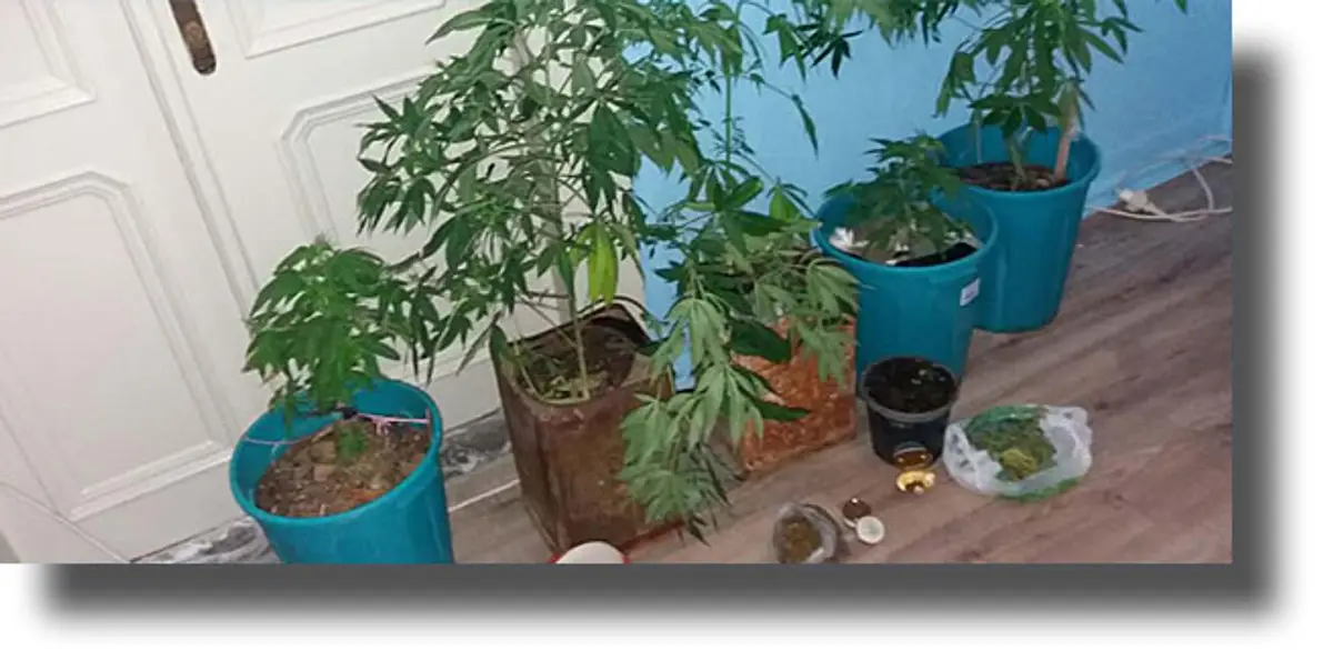 ΚΑΛΥΜΝΟΣ: Συνελήφθη 68χρονος για κατοχή, καλλιέργεια κάνναβης και παράνομη κατοχή εκρηκτικών υλών