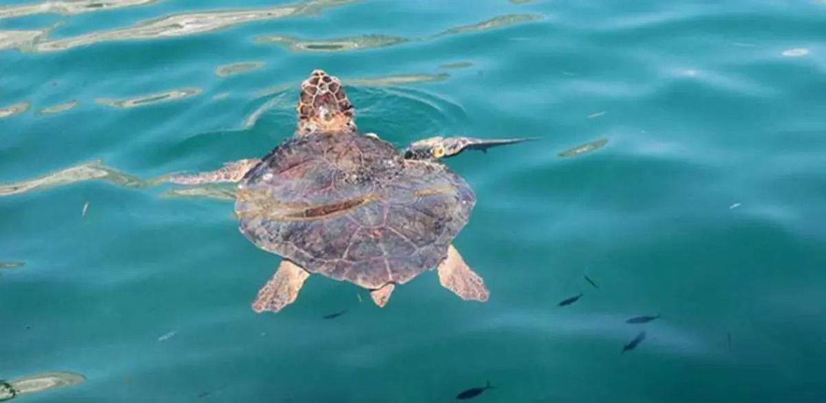 Λέρος: Εντοπισμός ζωντανής θαλάσσιας χελώνας