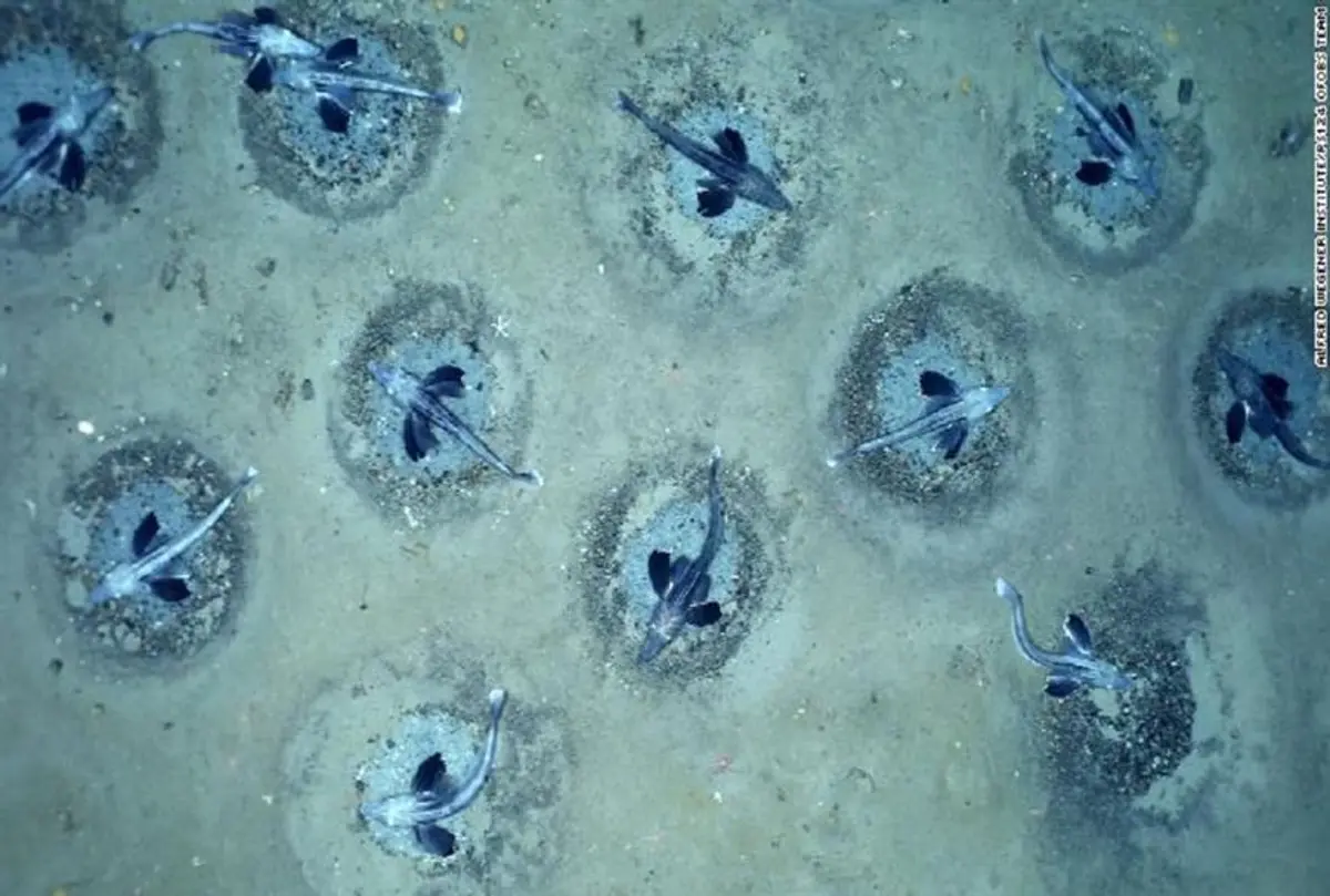 Η μεγαλύτερη αποικία ψαριών εντοπίστηκε στην Ανταρκτική – Έχει το μέγεθος της Μάλτας