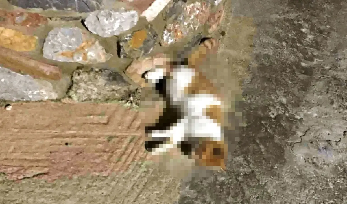 Νεκρά αδέσποτα γατιά από δηλητηρίαση στη Λέρο – Παρέμβαση και αυστηρό μήνυμα από τον Δήμο