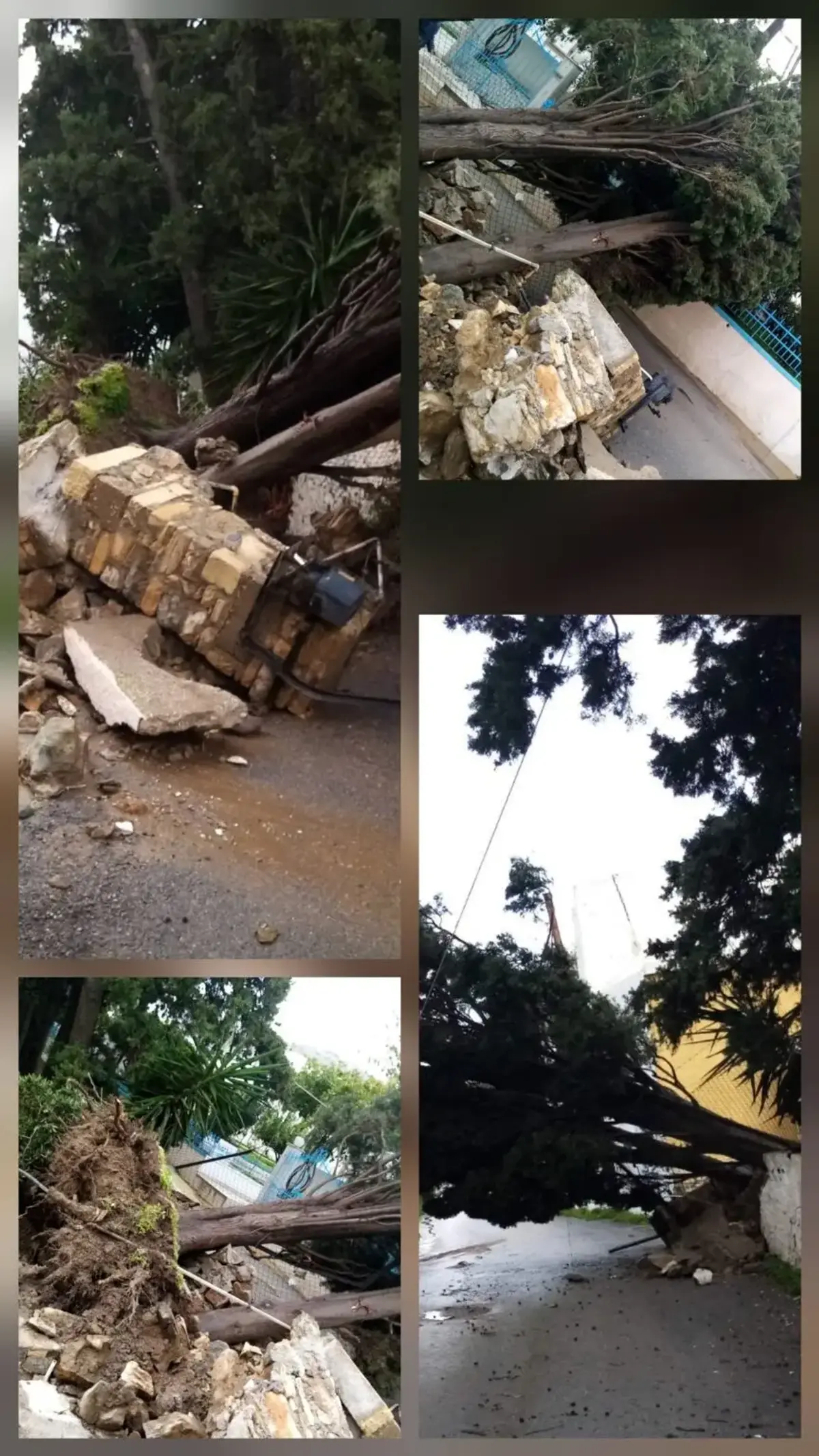 Λέρος – Προσοχή: Πτώσεις και ξεριζώματα δέντρων από τους ισχυρούς ανέμους