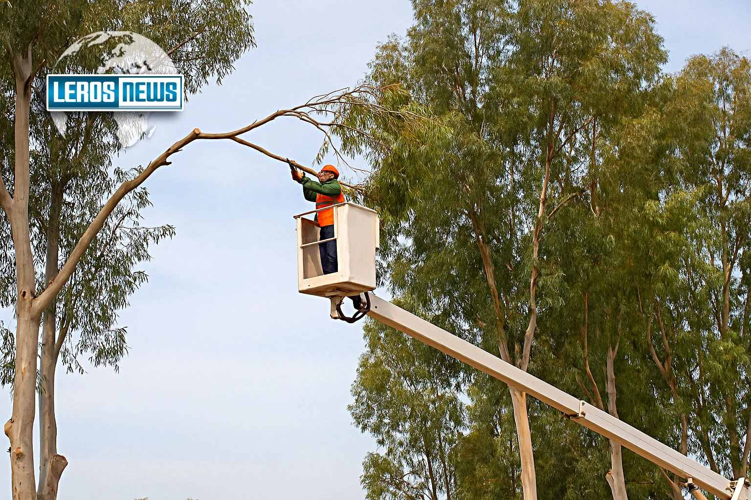 pruning hazardous trees