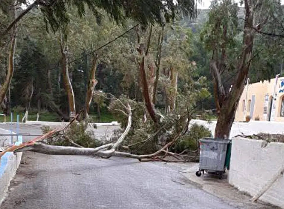 Λέρος: Πτώση μεγάλου κλαδιού στην περιοχή Κουλούκι - Άμεση επέμβαση του Δήμου