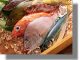 Κατάσχεση 55 κιλών ψαριών στο Κάλυμνος Ντόλφιν