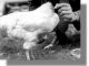 Η απίστευτη ιστορία του… ακέφαλου κοτόπουλου που έζησε 18 μήνες!