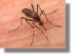 Σοβαρό πρόβλημα για τη δημόσια υγεία τα κουνούπια στη Δωδεκάνησο. Τί πρέπει να κάνουν οι πολίτες