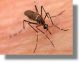 Σοβαρό πρόβλημα για τη δημόσια υγεία τα κουνούπια στη Δωδεκάνησο. Τί πρέπει να κάνουν οι πολίτες