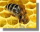 Μελισσοκομικός Σύλλογος