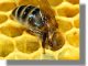 Μελισσοκομικός Συνεταιρισμός