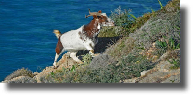 Στη δικαιοσύνη θα προσφύγει η γυναίκα από τη Λέρο που δέχθηκε επίθεση από τράγο στο Καστελλόριζο