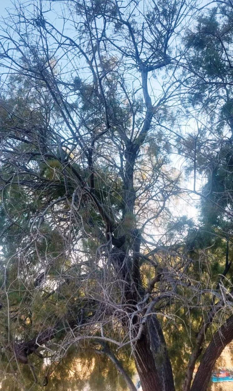 Λέρος: Σε άμεσο κίνδυνο τα Πεύκα και τα Αλμυρίκια στα «Κόκκινα»