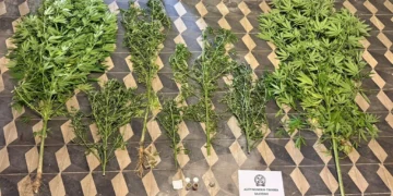 Ρόδος: Σύλληψη 49χρονου για κατοχή και καλλιέργεια κάνναβης