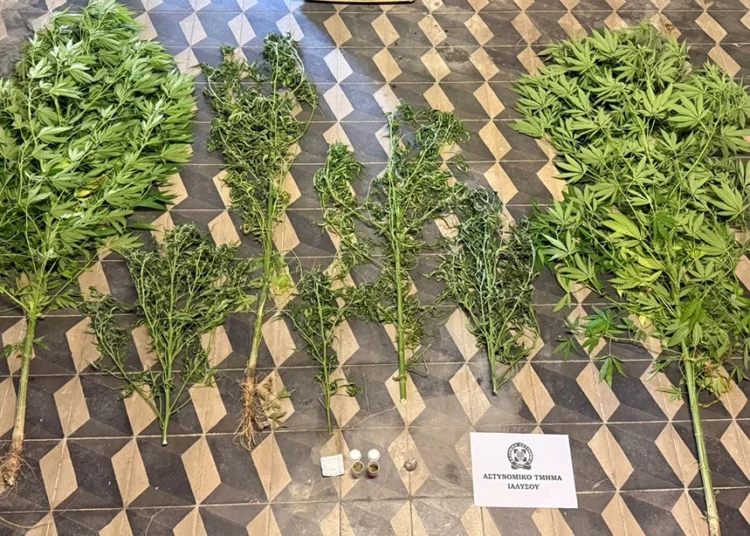 Ρόδος: Σύλληψη 49χρονου για κατοχή και καλλιέργεια κάνναβης